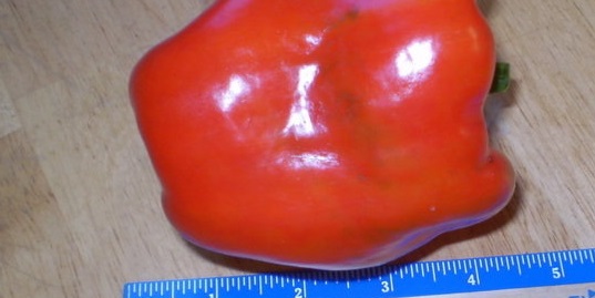 Bell Pepper Wisconsin Lakes