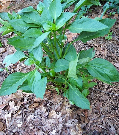Bell Pepper Gator Bell