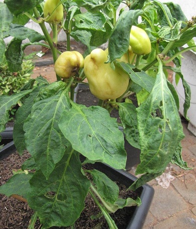 Bell Pepper Pustzagold