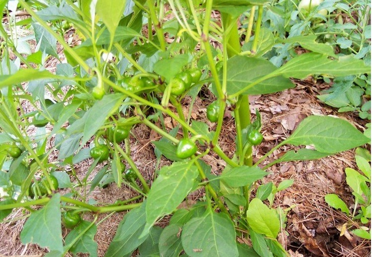 Hot Pepper Piccante Calabrese