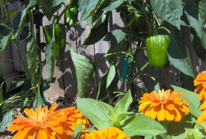 Bell Pepper Goliath
