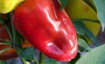 Sweet Pepper Healthy