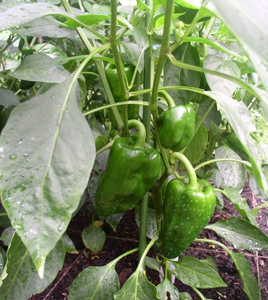 Hot Pepper Fajita