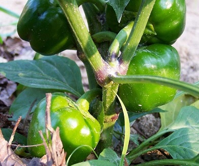 Hot Pepper Mexi Bell