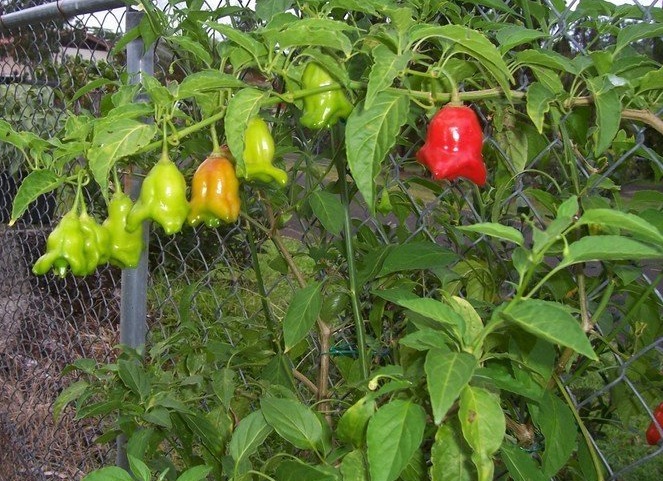 Bell Pepper Liberty Bell
