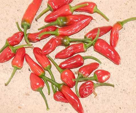 Ornamental Pepper, Chilli Pepper Apache