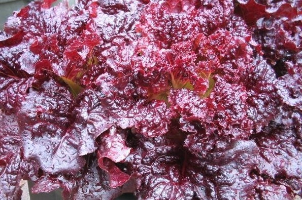 Lettuce, Loose Leaf Lettuce Red Velvet