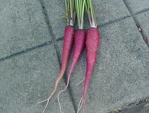 Carrot Cosmic Purple