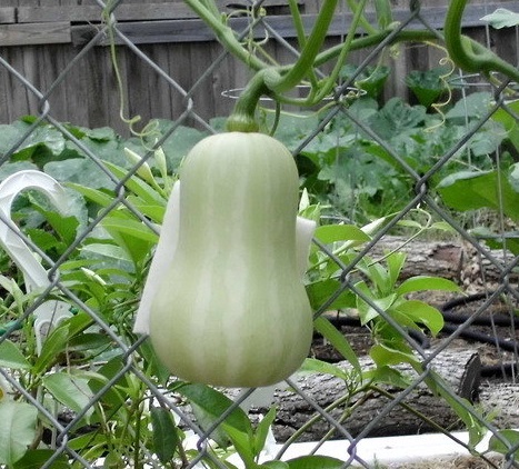 Butternut Squash, Winter Squash Metro PMR