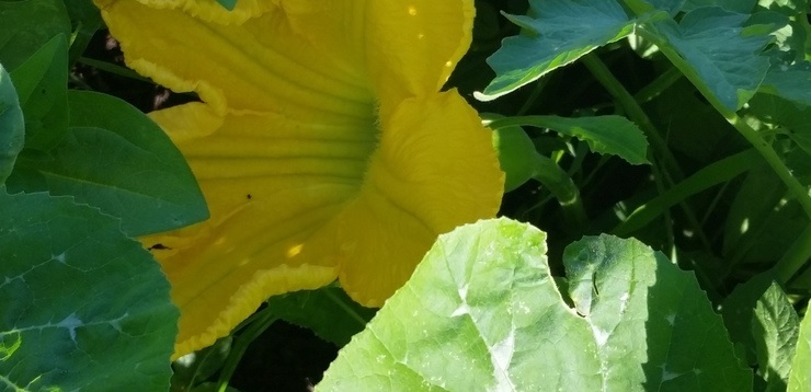Korean Summer Squash Green Ball
