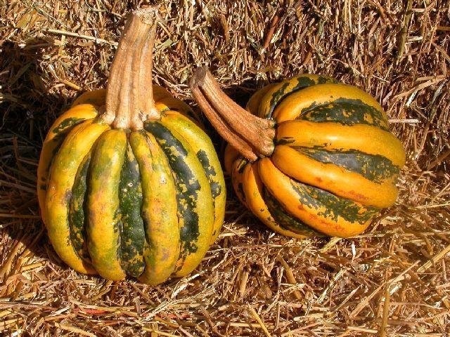 Pumpkin, Winter Squash Southern Miner