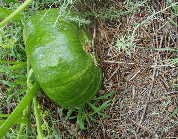 Pumpkin, Winter Squash Marina di Chioggia