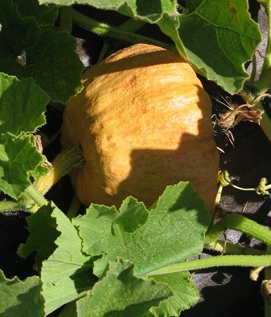 Pumpkin, Winter Squash Australian Butter