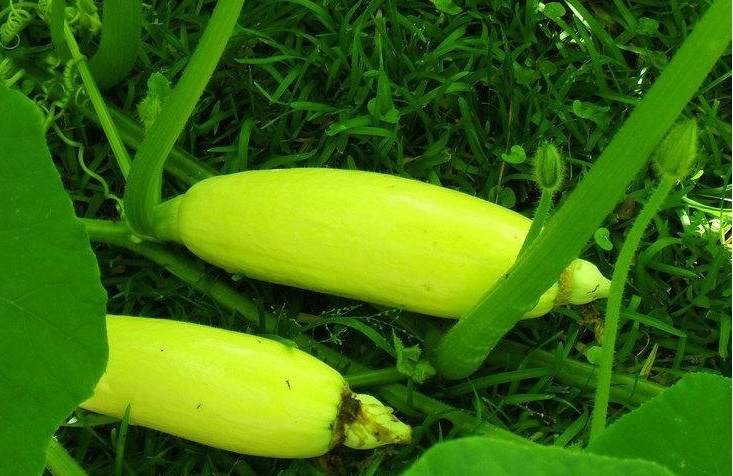 Winter Squash Georgia Candy Roaster