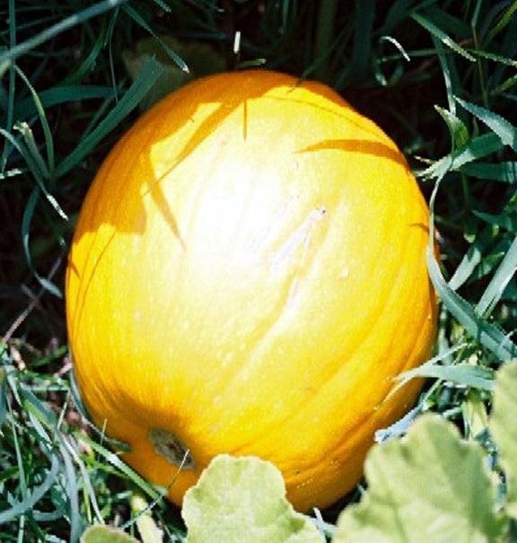 Pumpkin, Winter Squash Cheyenne Bush Pumpkin