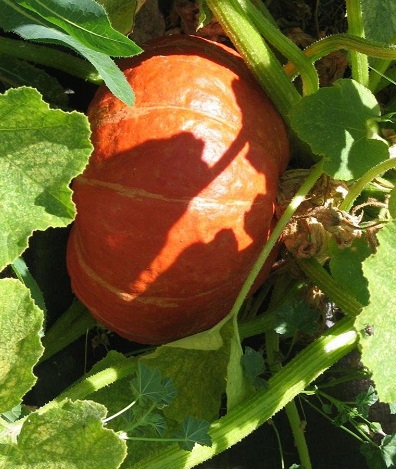 Kabocha Squash, Japanese Pumpkin Sunshine