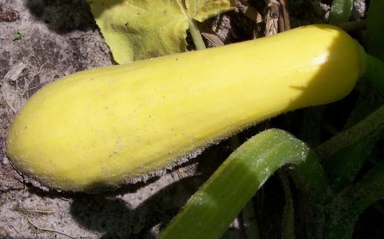 Straightneck Squash, Summer Squash Saffron