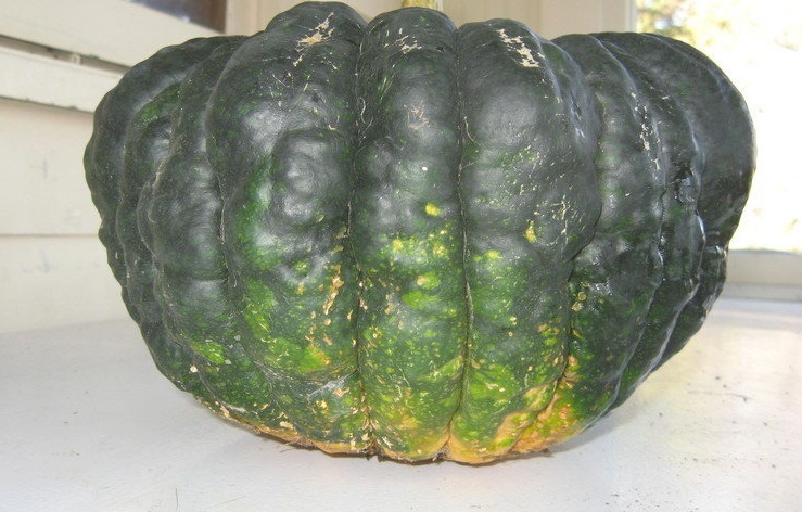 Kabocha Squash, Japanese Pumpkin Chirimen