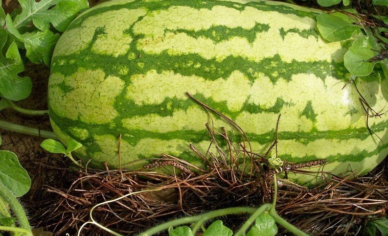 Watermelon Star Brite