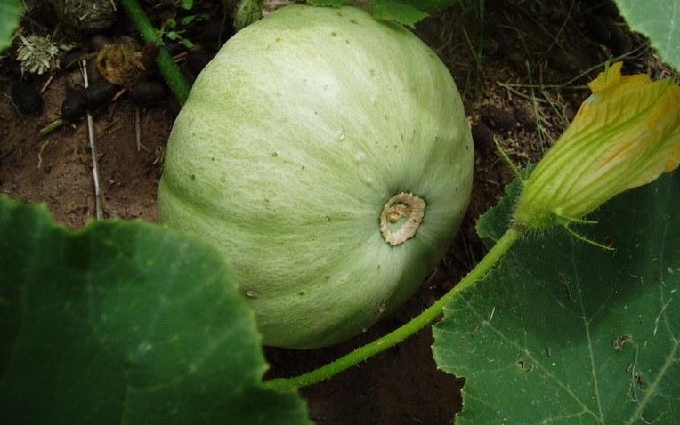 Pumpkin, Winter Squash Grey Ghost