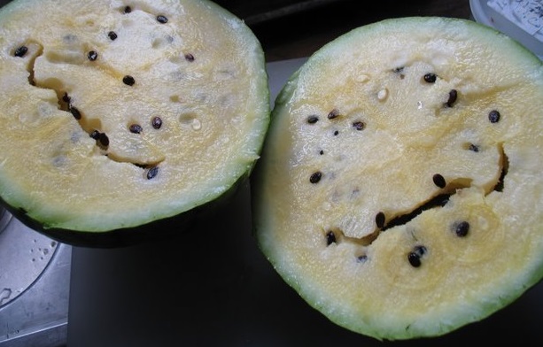 Watermelon Early Moonbeam