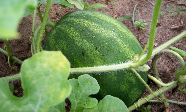 Watermelon Gold Strike