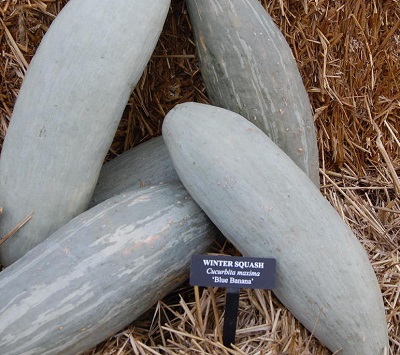 Winter Squash Blue Banana
