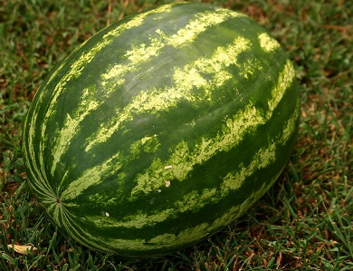 Watermelon Raspa