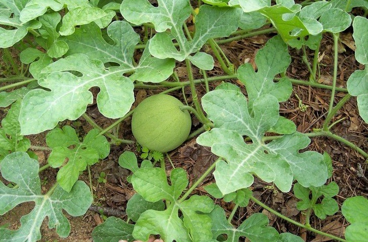 Watermelon Mickylee