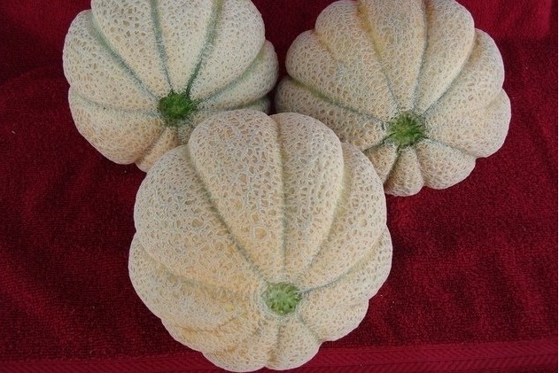 Cantaloupe Superstar