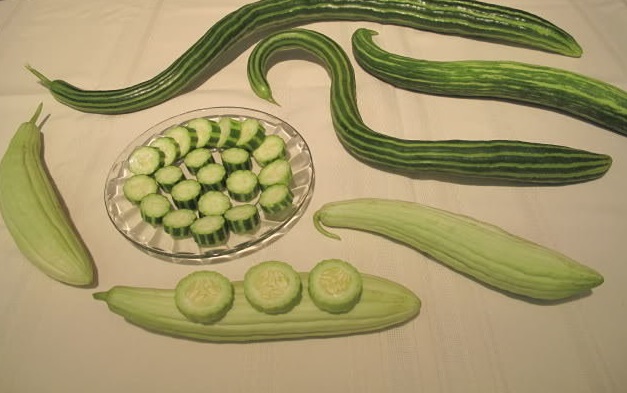 Armenian Cucumber Metki Painted Serpent