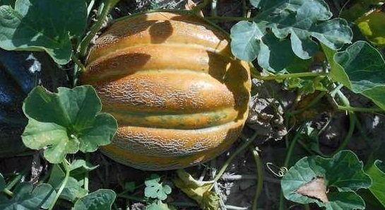Cantaloupe Gingers Pride