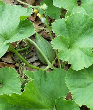 Cantaloupe Pike