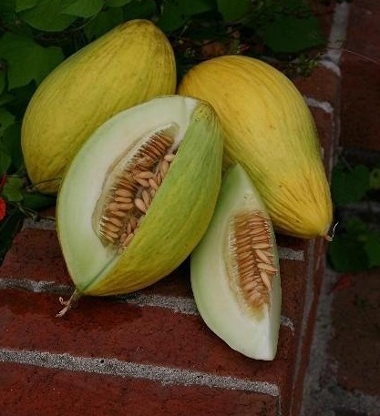 Spanish Melon Amarillo Oro