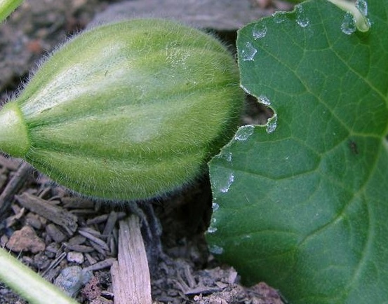 Cantaloupe Pulsar