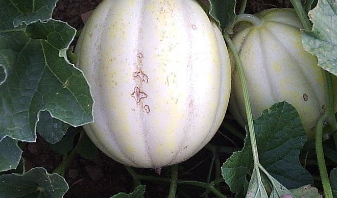 Honey Dew Melon Swan Lake