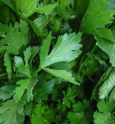 Celery Utah 15