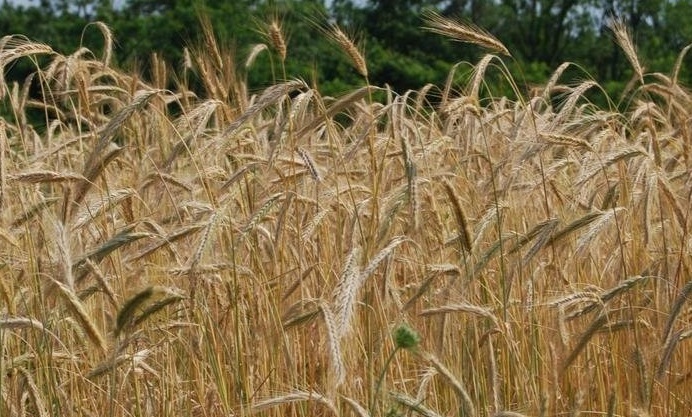 Rye