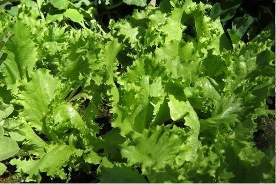 Lettuce, Crisphead Lettuce Great Lakes 118