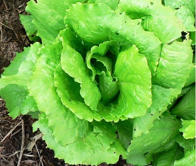 Lettuce, Cos Lettuce Paris White