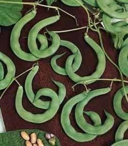 Pole Bean, Snap Bean Anellino di Trento