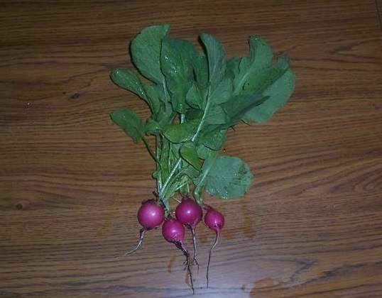 Radish Pink Beauty