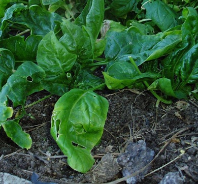 Spinach Whale