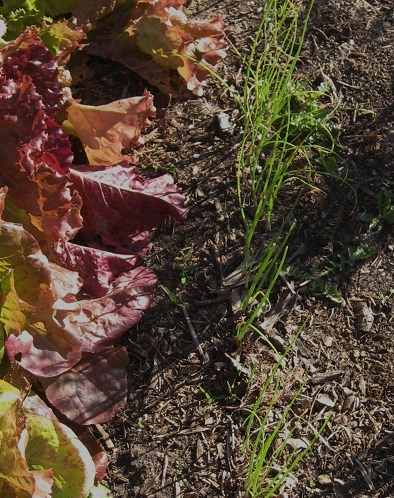 Allium, Garden Onion, Bunching Onion Ishikuro
