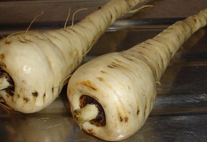 Parsnip Gladiator