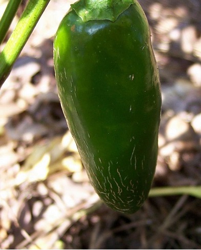 Hot Pepper, Jalapeno Pepper Jalapeno M