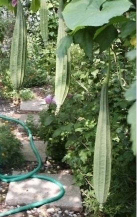 Ridge Gourd Ridge Queen