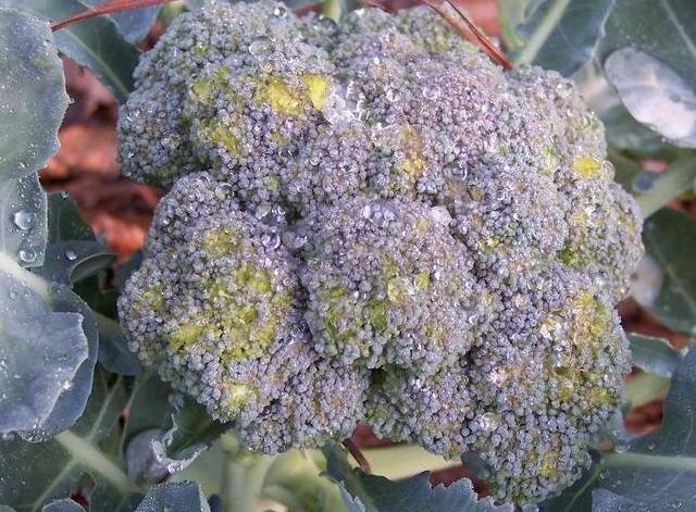 Broccoli Coronado Crown