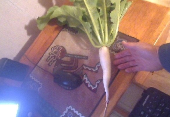 Oriental Radish, Daikon Radish Everest