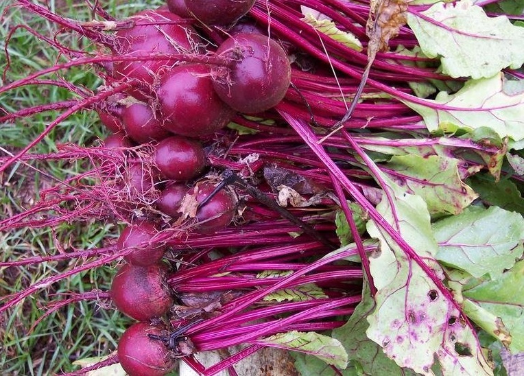 Beet Merlin